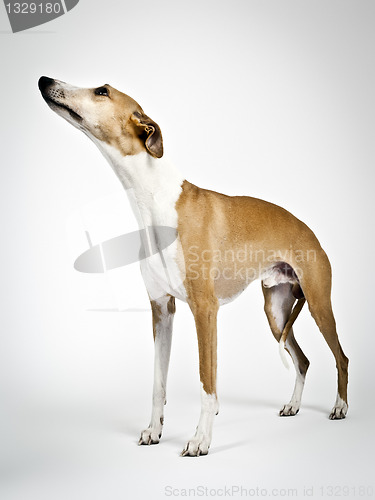 Image of whippet