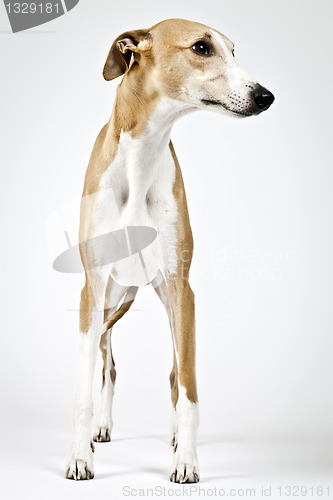 Image of whippet