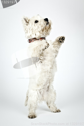 Image of white Terrier