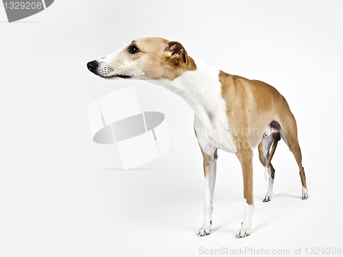 Image of whippet