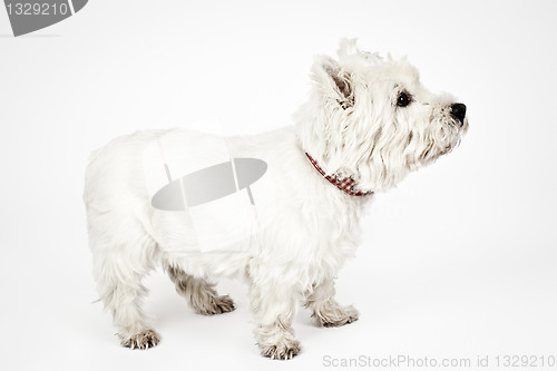 Image of white Terrier