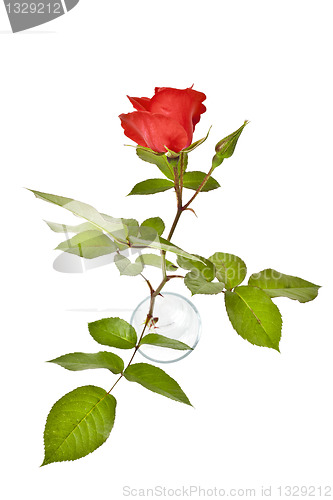 Image of red rose