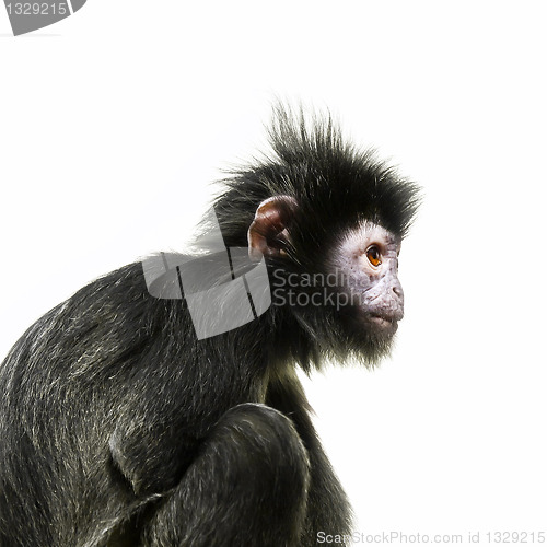 Image of black ape with orange eye