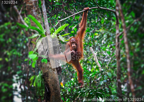 Image of orangutang in action