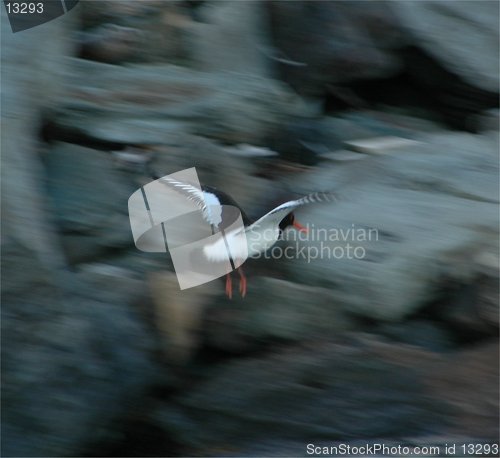 Image of Oyster catcher 17.06.2005