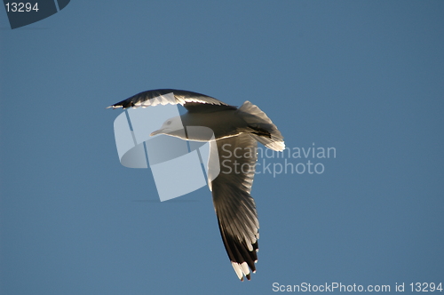 Image of Sea Gull 17.06.2005