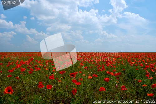 Image of Natural summer beauty