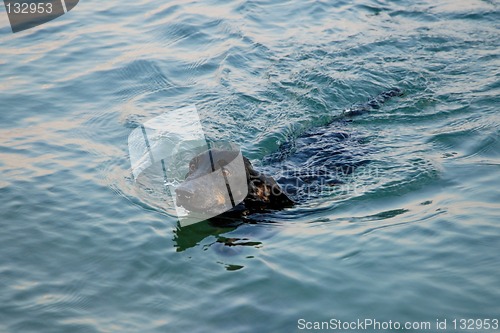 Image of Dachshund in the sea