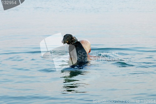 Image of Dachshund in the sea