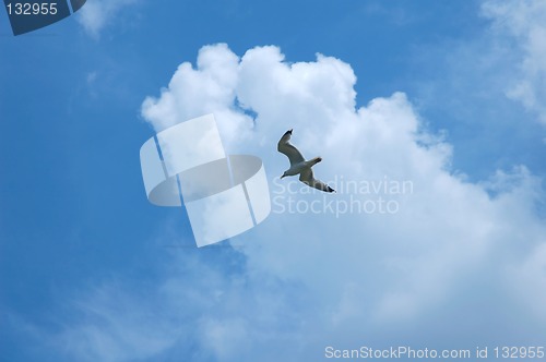 Image of Sea gull