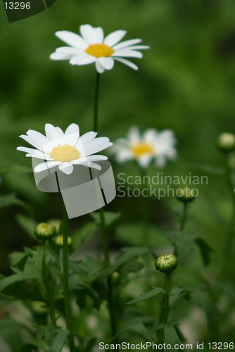 Image of daisies