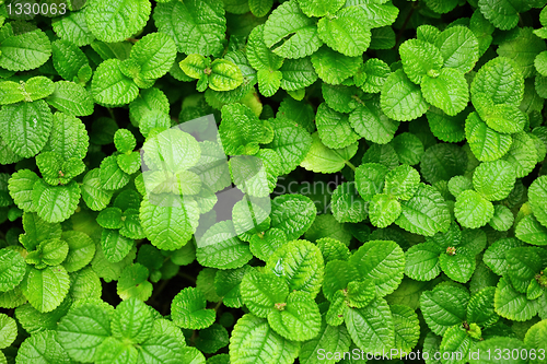 Image of Green leaves