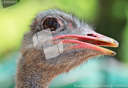 Image of ostrich bird