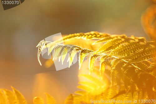 Image of leaf with sun ray