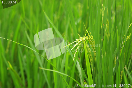 Image of paddy rice
