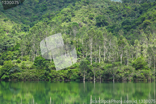 Image of lake with wood