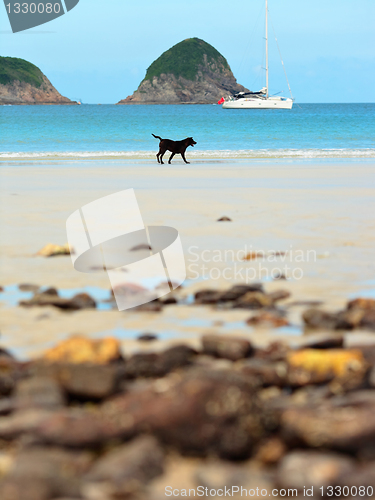 Image of dog on beach