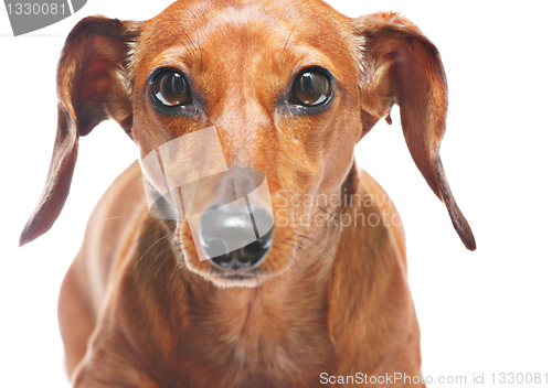 Image of dachshund look at you