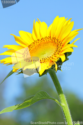 Image of Sunflower