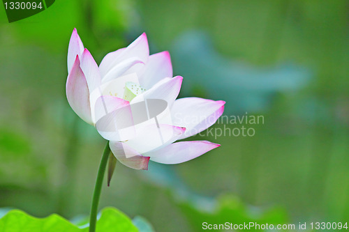 Image of lotus flower