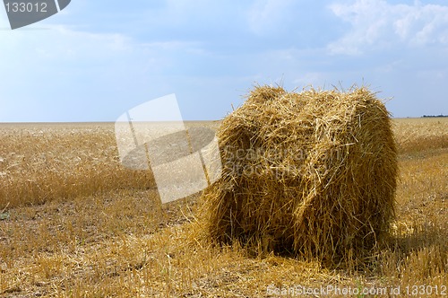 Image of Wheat field