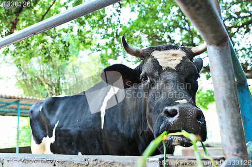 Image of cow at farm