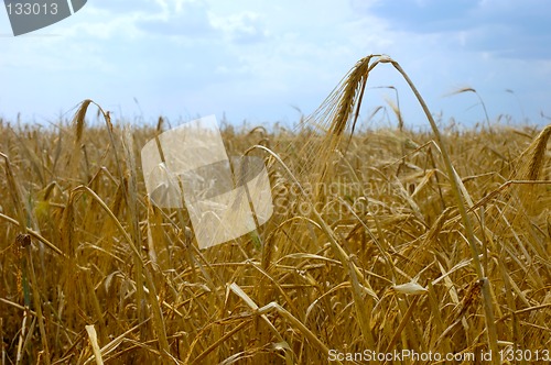 Image of Wheat field