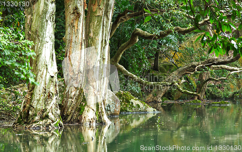 Image of tree in water at forest