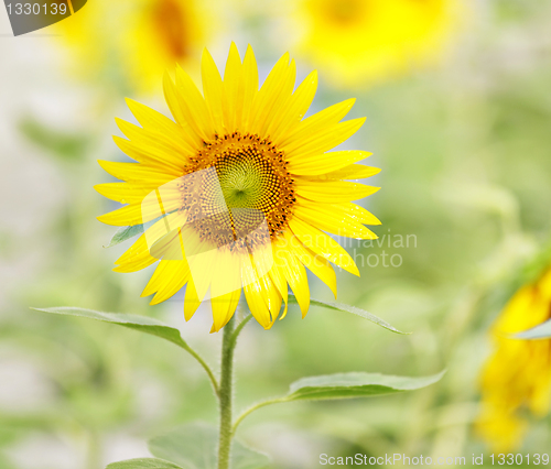 Image of Sunflower