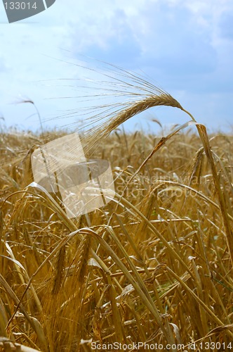 Image of Wheat field