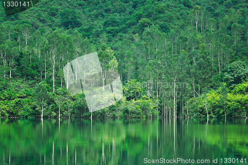 Image of lake with tree