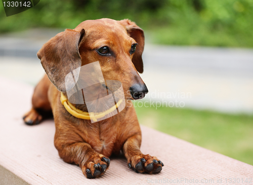 Image of dachshund in park