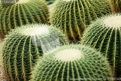 Image of cactus plant