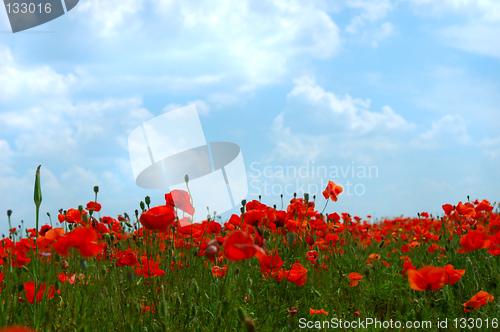 Image of Natural summer beauty