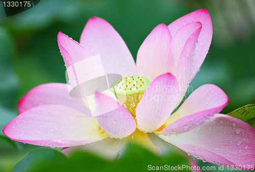 Image of lotus flower