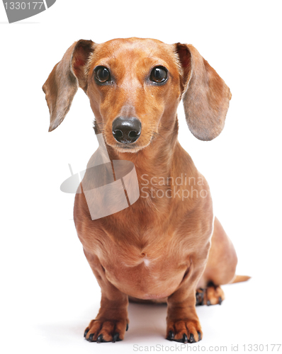 Image of dachshund