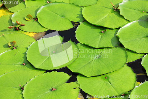 Image of lotus leaf