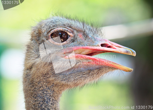 Image of ostrich