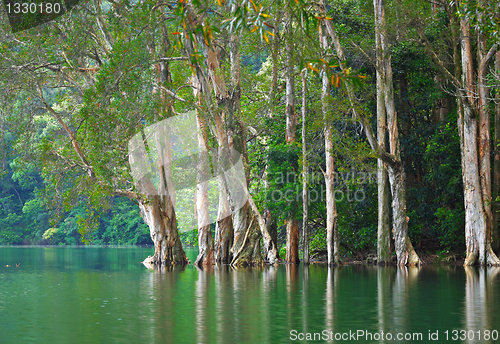 Image of tree in water