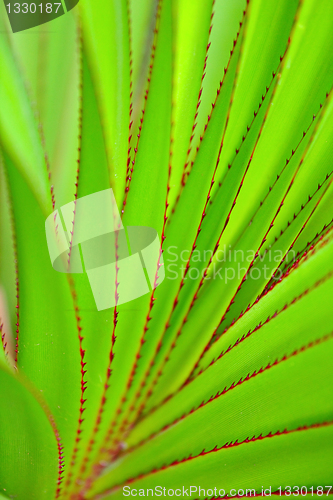 Image of green leaf as background