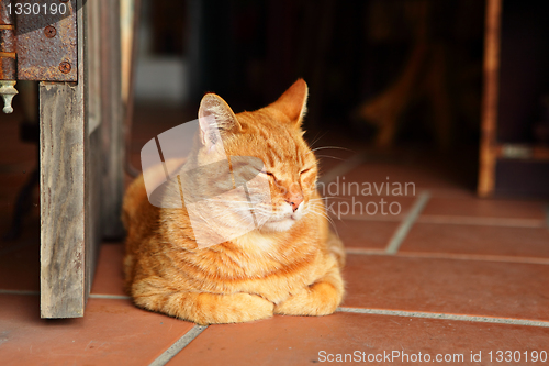 Image of sleepy cat