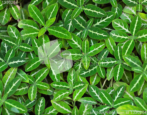 Image of Green leaves background