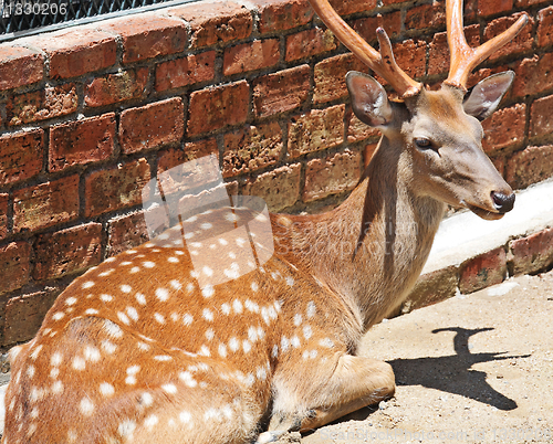 Image of Sika Deer