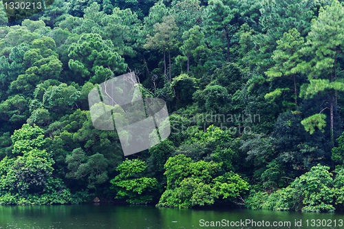 Image of lake with tree