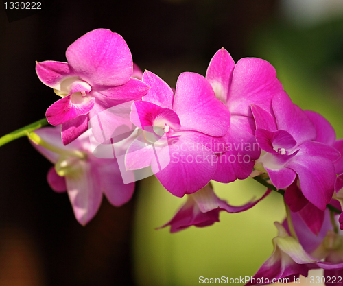 Image of Beautiful orchid flowers