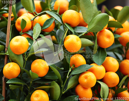 Image of kumquat for chinese new year