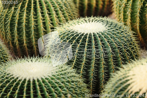 Image of cactus