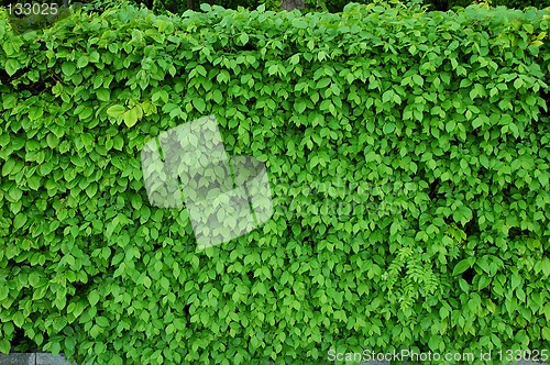 Image of Green leaves