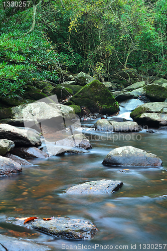 Image of water spring in jungle