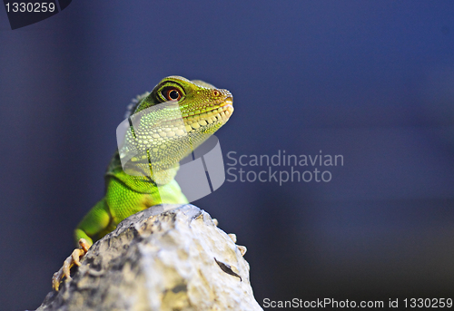 Image of green iguana